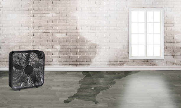Best Flood damage cleanup  in Richlands, NC